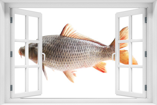 Fototapeta Naklejka Na Ścianę Okno 3D - Carp fish on a white background