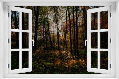 Fototapeta Naklejka Na Ścianę Okno 3D - karelia autumn russia forest woods