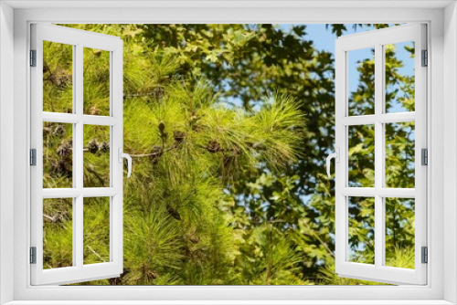 Fototapeta Naklejka Na Ścianę Okno 3D - Gałęzie z drzew sosnowych Antalya- Turcja.