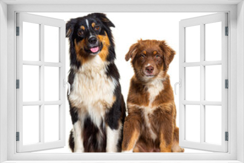 Fototapeta Naklejka Na Ścianę Okno 3D - Two Australian shepherd dogs sitting together side by side and looking at camera, isolated on white