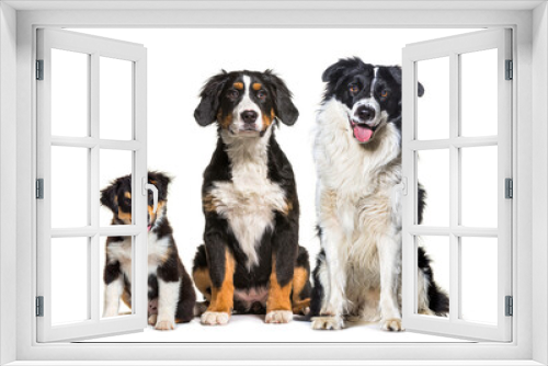 Fototapeta Naklejka Na Ścianę Okno 3D - Group of three dogs sitting together in a row bernese Mountain Dog and border collie, looking at camera