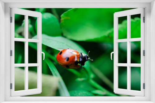 Fototapeta Naklejka Na Ścianę Okno 3D - Ladybug crawls on a green leaf