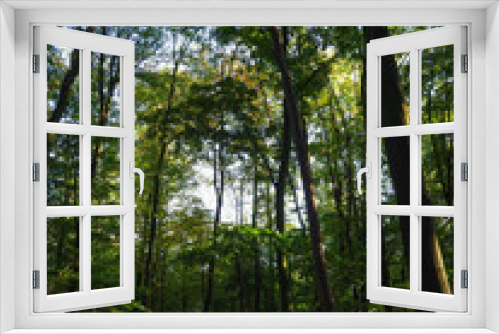 Fototapeta Naklejka Na Ścianę Okno 3D - trees in a German forest 