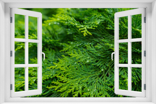 Fototapeta Naklejka Na Ścianę Okno 3D - Fresh green pine leaves. Oriental Arborvitae. Thuja orientalis (also known as Platycladus orientalis). Leaf texture background for design foliage pattern and backdrop 