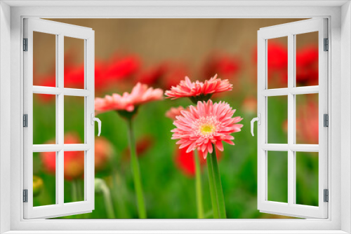 Fototapeta Naklejka Na Ścianę Okno 3D - African chrysanthemum