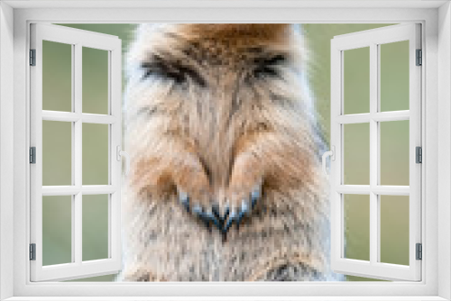 Fototapeta Naklejka Na Ścianę Okno 3D - Cute ground squirrel