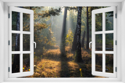 Fototapeta Naklejka Na Ścianę Okno 3D - Sunny morning in the forest. The sun's rays make their way through the branches of the trees. Beautiful nature. Nice walk.