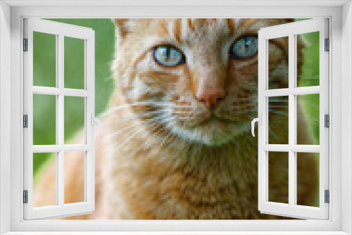 Fototapeta Naklejka Na Ścianę Okno 3D - Closeup-Portrait of a domestic cat - Katzenportrait