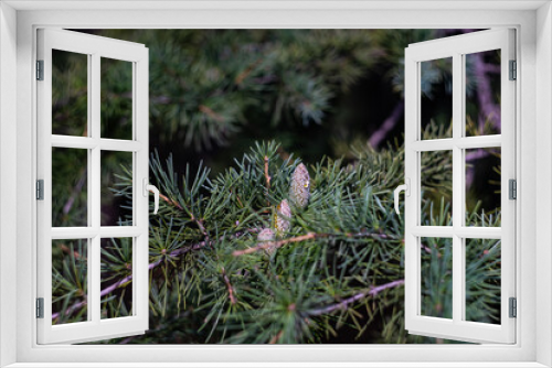 Fototapeta Naklejka Na Ścianę Okno 3D - New cones on the fir tree branch