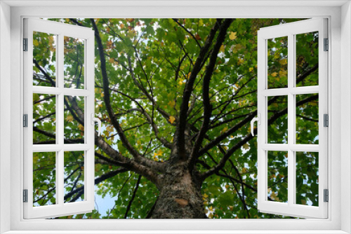 Fototapeta Naklejka Na Ścianę Okno 3D - Vue en contre-plongée sous un arbre en automne en gros plan
