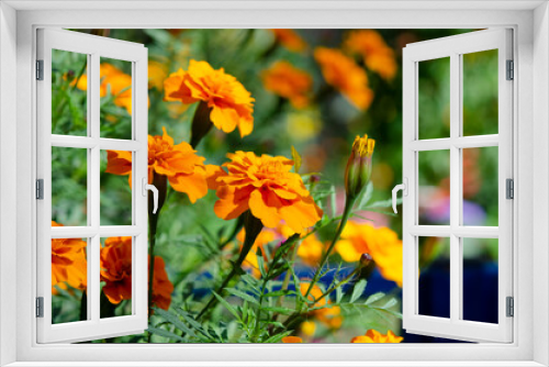 Fototapeta Naklejka Na Ścianę Okno 3D - Beautiful Tagetes flowers in a home flower bed. Growing home flowering plants in the garden. Autumn landscape with decorative landscape view.