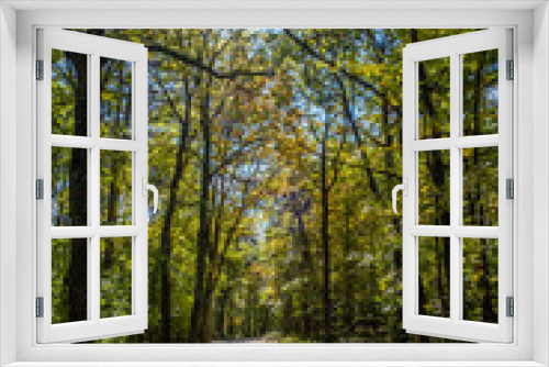 Fototapeta Naklejka Na Ścianę Okno 3D - path in green forest