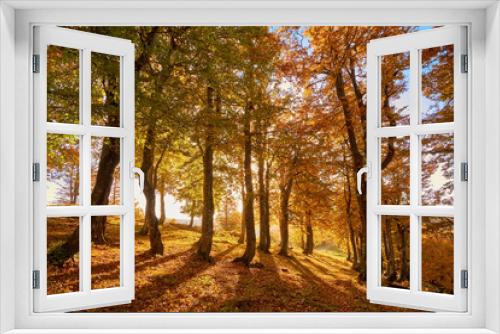 Fototapeta Naklejka Na Ścianę Okno 3D - Beautiful morning in the autumn beech forest. Golden autumn at dawn