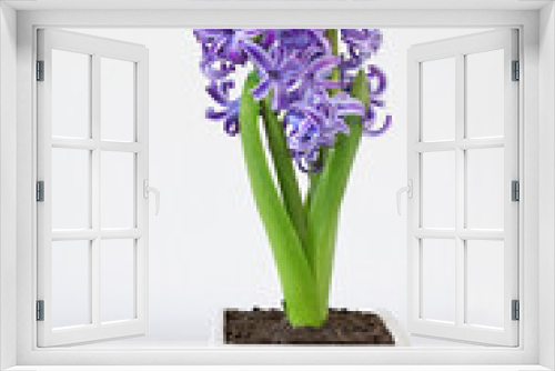 Fototapeta Naklejka Na Ścianę Okno 3D - One purple hyacinth orientalis flower  on the white table.