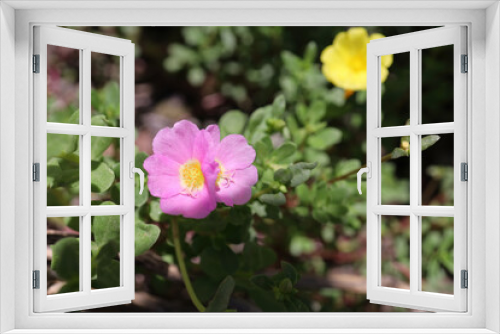 Fototapeta Naklejka Na Ścianę Okno 3D - Pink Pusley flowers in the garden