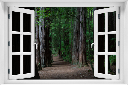 Fototapeta Naklejka Na Ścianę Okno 3D - Redwood forest in the tourist town of Rotorua, New Zealand
