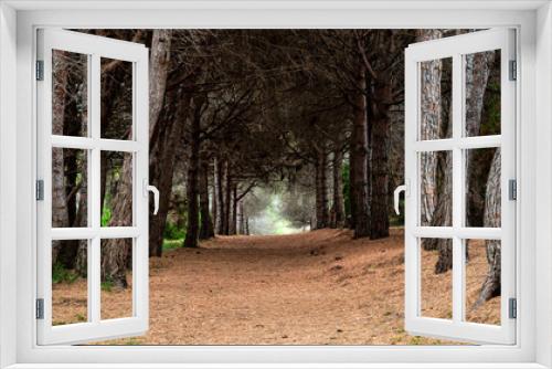 Fototapeta Naklejka Na Ścianę Okno 3D - View of the forest on the Island of Sainte-Marguerite, France