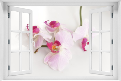 Fototapeta Naklejka Na Ścianę Okno 3D - pink orchid