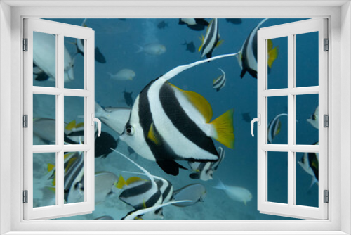 Fototapeta Naklejka Na Ścianę Okno 3D - Tropical Banner Fish Underwater