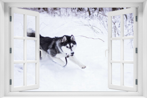 Fototapeta Naklejka Na Ścianę Okno 3D - Beautiful winter husky