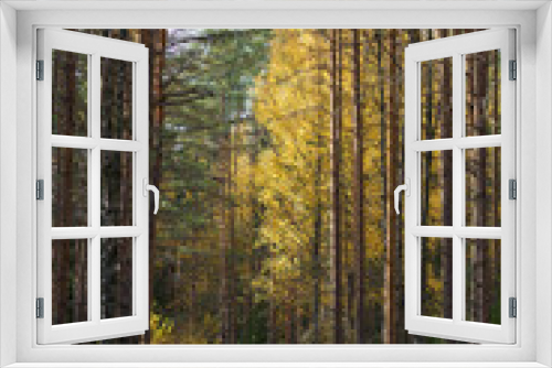 Fototapeta Naklejka Na Ścianę Okno 3D - Autumn morning in forest: trail between pines and yellow trees covered with october leaves. Empty countryside road in sunny day. Fall coming to woods. Misty forest pathway. Seasonal nature beauty