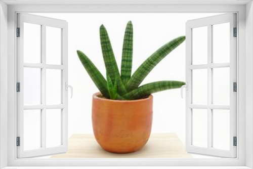 Fototapeta Naklejka Na Ścianę Okno 3D - aloe vera plant