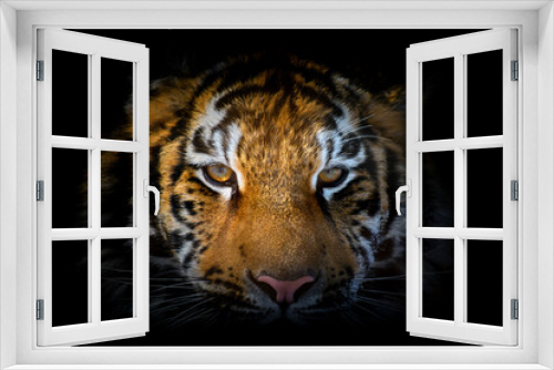 Fototapeta Naklejka Na Ścianę Okno 3D - Tiger portrait on a black background. View from the darkness