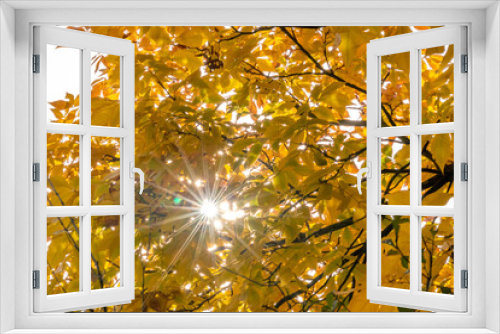 Fototapeta Naklejka Na Ścianę Okno 3D - Colorful leaves in autumn and fall shine bright in the backlight and show their leaf veins in the sunlight with orange, red and yellow colors as beautiful side of nature in indian summer season