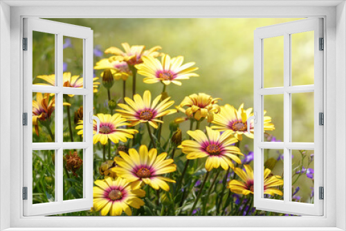 Fototapeta Naklejka Na Ścianę Okno 3D - Arctotis flowers in sunlight