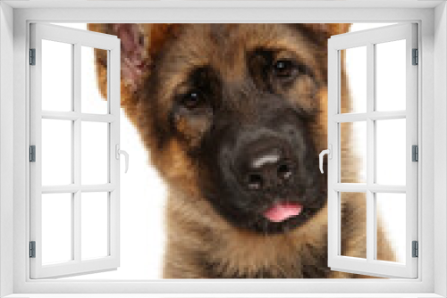 Fototapeta Naklejka Na Ścianę Okno 3D - Close-up portrait of Young German Shepherd puppy