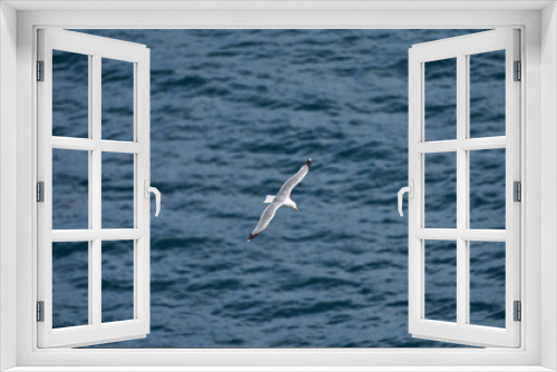 Fototapeta Naklejka Na Ścianę Okno 3D - Seagull over water