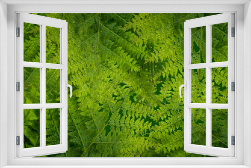 Fototapeta Naklejka Na Ścianę Okno 3D - Green leaf background abstract of nature