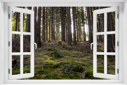 Fototapeta Naklejka Na Ścianę Okno 3D - Wald im Sauerland