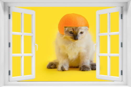 Fototapeta Naklejka Na Ścianę Okno 3D - Fluffy kitten white cat In helmet made of orange Isolated on color Yellow background with copy space. Creative concept funny Domestic cat pet Animal in helmet fruit hat as super hero cat.