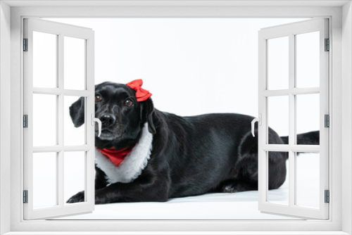 Fototapeta Naklejka Na Ścianę Okno 3D - Cachorro preto com fantasia de natal e laço vermelho