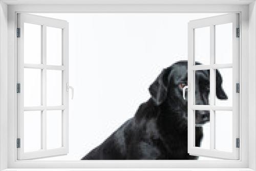 Fototapeta Naklejka Na Ścianę Okno 3D - Cachorro preto em estudio olhando para os lados