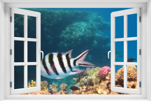 Fototapeta Naklejka Na Ścianę Okno 3D - Sergent Major Fish in Egypt