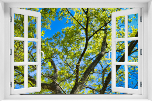 Fototapeta Naklejka Na Ścianę Okno 3D - New green trees