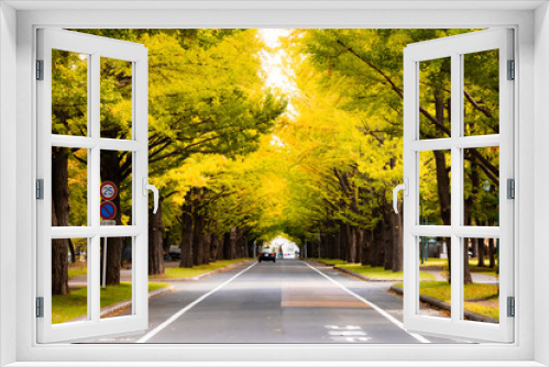 Fototapeta Naklejka Na Ścianę Okno 3D - 北海道の銀杏並木