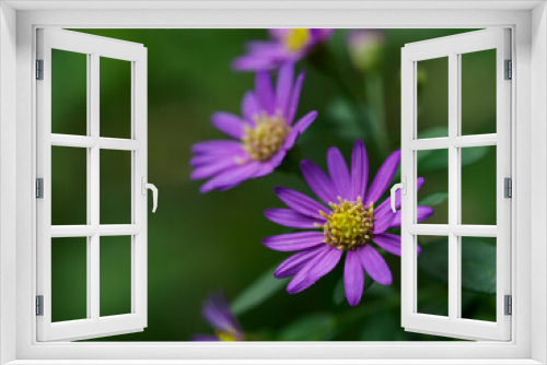 Fototapeta Naklejka Na Ścianę Okno 3D - 青紫の紺菊
