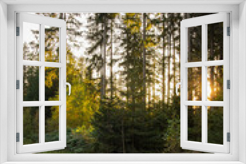 Fototapeta Naklejka Na Ścianę Okno 3D - Herbstwald im Abendlicht