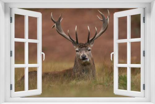 Fototapeta Naklejka Na Ścianę Okno 3D - Red Deer stag (Cervus elaphus) on the periphery of a breeding group waiting for the time when it will be able to challenge a dominant stag for mating rights during the annual rut in Leicestershire.