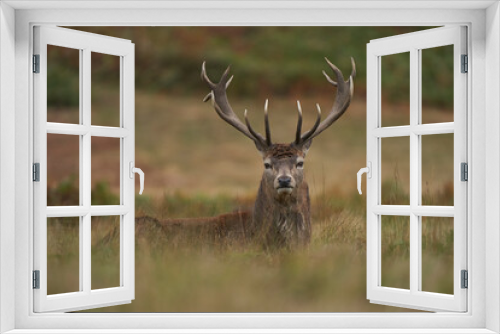 Fototapeta Naklejka Na Ścianę Okno 3D - Red Deer stag (Cervus elaphus) on the periphery of a breeding group waiting for the time when it will be able to challenge a dominant stag for mating rights during the annual rut in Leicestershire.