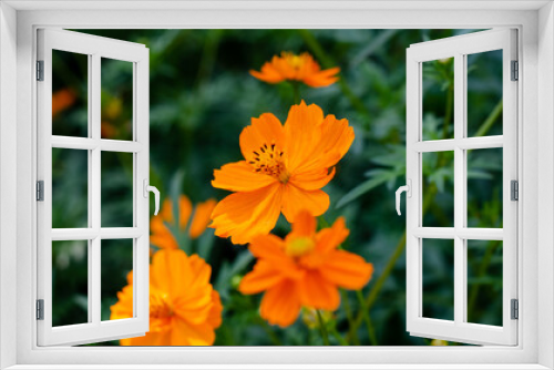 Fototapeta Naklejka Na Ścianę Okno 3D - Spring flowers. Flower bed. Orange chamomile.