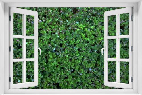 Fototapeta Naklejka Na Ścianę Okno 3D - Green Leaves background. Texture for your design
