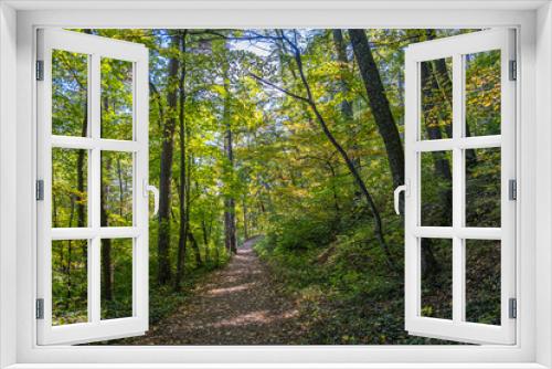 Fototapeta Naklejka Na Ścianę Okno 3D - vivid green forest 