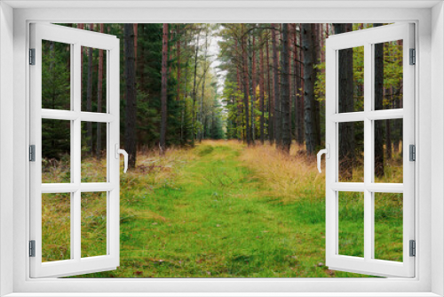 Fototapeta Naklejka Na Ścianę Okno 3D - Dukt leśny porośnięty zieloną trawą.
