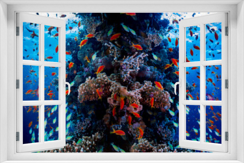 Fototapeta Naklejka Na Ścianę Okno 3D - colourful coral reef in red sea