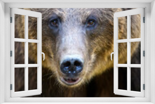 Fototapeta Naklejka Na Ścianę Okno 3D - Portrait wild Brown Bear in the autumn forest. Animal in natural habitat. Wildlife scene