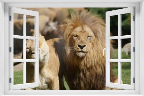 Fototapeta Naklejka Na Ścianę Okno 3D - Katanga Lion - Panthera leo bleyenbergh